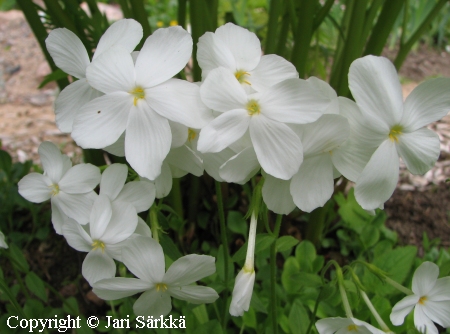 Phlox stolonifera 'White Ridge', rönsyleimu